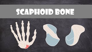 Scaphoid Bone  Anatomy [upl. by Attenyt]