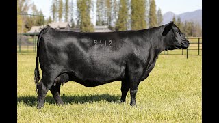 Lot 40  Montana Donna 9112 [upl. by Danas]