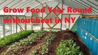 DIY unheated greenhouse grows food yearround in Upstate NY [upl. by Lanni]