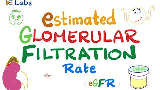 eGFR Estimated Glomerular Filtration Rate  Kidney Function Tests  Inulin amp Creatinine  Lab [upl. by Narayan]