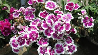 Dianthus Plant Care l How to Grow and Get more Flowers l Winter  Spring Flowers [upl. by Eimarrej871]