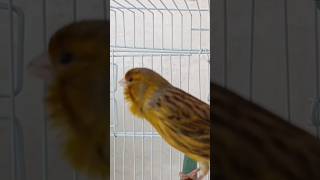 chant singing canaries 76 تغريد الكناري [upl. by Hgiel]