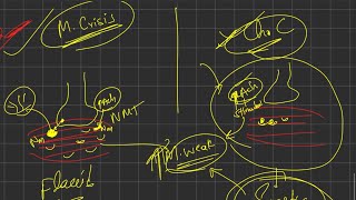 Myasthenic crisis vs cholinergic crisis  Myasthenia gravis  ANS pharmacology  2nd year mbbs [upl. by Anedal351]