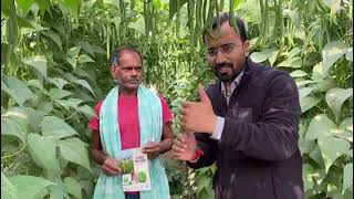 Moraleda Pole beans seminis in Gaya Bihar [upl. by Emiaj709]