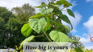 Paulownia Tomentosa big leaves [upl. by Haughay]