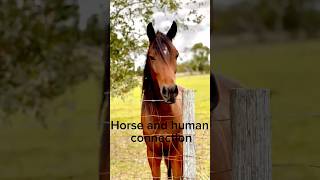 Horse and human connection alternativehorsemanship horse [upl. by Notnroht]