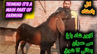 Biggest Breeder Buck Laal Badsha And Home Breed New Baby Breeder Buck Malngi Imran Bhai Shadbhag [upl. by Gore]