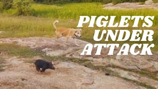 The Oinking Showdown Dog Chases Piglets  Piglets Under Attack by a Dog [upl. by Haek503]