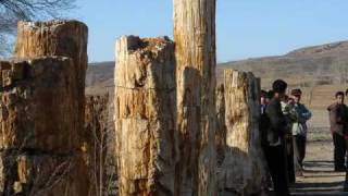 wood fossil forest in china [upl. by Hayman]