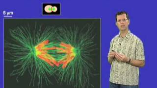 David O Morgan UCSF Part 3 Controlling the Cell Cycle Anaphase Onset [upl. by Winshell]