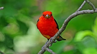 Piranga olivacea SCARLET TANAGER compilation males amp females 9087344 [upl. by Pascasia]