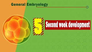 Embryology of the Thyroid Easy to Understand [upl. by Itsirk690]