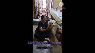 Aadmi chutiya hai 🤣ytshorts doglover funny labrador viralshorts shorts cute [upl. by Okeim]