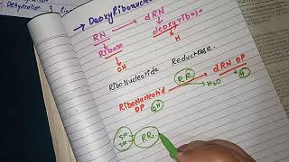 Deoxyribonucleotide Synthesis part 12 Nucleotides Metabolism [upl. by Teragramyram633]