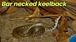 Bar necked keelback snake  Kramers keelback water snake snake [upl. by Enaid]