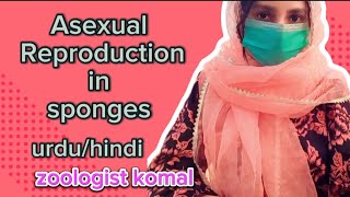 Asexual Reproduction in Sponges  poriferans  Gemmule Formation  BsBsc zoology  Urdu Hindi [upl. by Sairu924]