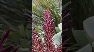 Puya Hybrid with Bluegreen Flowers Blooming at the Ruth Bancroft Garden garden plants gardening [upl. by Ja]