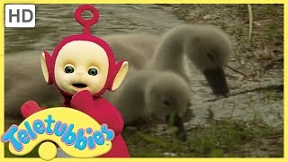 Teletubbies Full Episodes  Cygnets  Teletubbies English Episodes [upl. by Ayatnahs529]