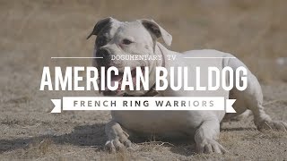 AMERICAN BULLDOGS NATURAL PROTECTORS [upl. by Savell]