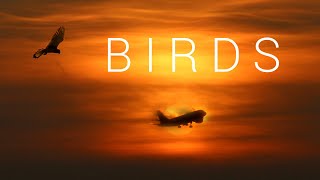 BIRDS  An Aviation Film [upl. by Alel]