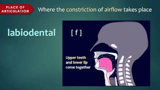 Introduction to Articulatory Phonetics Consonants [upl. by Alegnaed817]