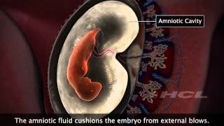 HCL Learning  Embryonic Development in Humans [upl. by Netsua]