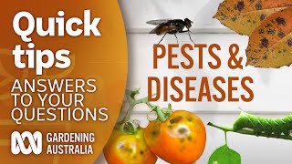 Pests diseases  Your questions  Our answers  Gardening Australia [upl. by Kaete]