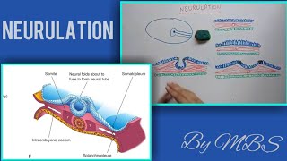 Neurulation  with animations [upl. by Ongun]