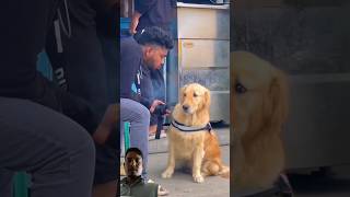 Funny dog YouTube channel 🤣 dog goldenretriever [upl. by Ilat]