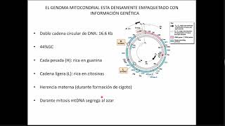 Curso de genética ADN codificante no codificante polimorfismos y DNA extragénico medicina [upl. by Isma317]