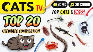 CAT TV  TOP 20 🙀 ULTIMATE Compilation 🐭🪳🦎 for cats amp dogs 4K 5 HOURS [upl. by Attem]