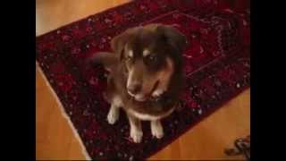 Husky  Lab puppy tricks [upl. by Berardo]