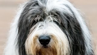 Adorable Old English Sheepdog Puppies Take Their First Walk [upl. by Dukie]