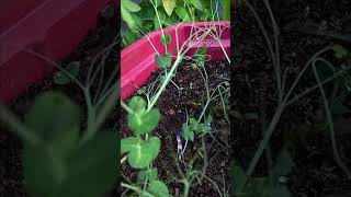 I have planted pisum sativum pea in a big container [upl. by Akienom]