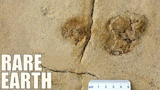 Does this Footprint Prove Humans Originated in Europe [upl. by Grussing]