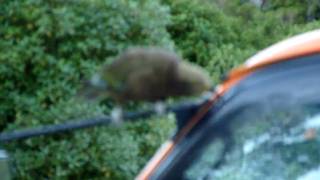 Franz Josef Glacier  Kea attempting to dismantle a car [upl. by Marco435]