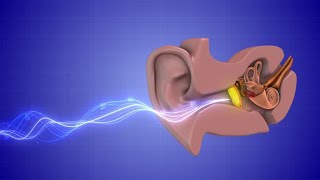 Histology Neuroscience 1 Module  The Ear [upl. by Ahseyi663]