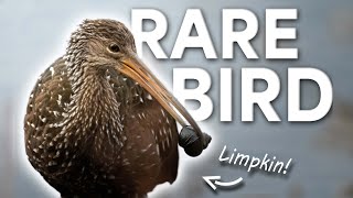 RARE Limpkin in Michigan  POV Bird Photography  Birds with Beau [upl. by Nelon304]