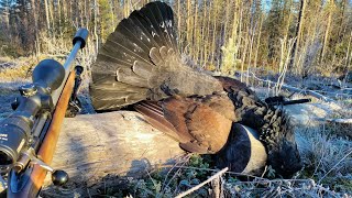 Metsäkanalinnun Metsästys Capercaillie Hunting 2022 [upl. by Rafaelof986]