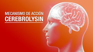 Mecanismo de acción de Cerebrolysin [upl. by Gnap320]