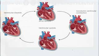 Cardiac Cycle  Cardiac Cycle Class 11 [upl. by Isiah]