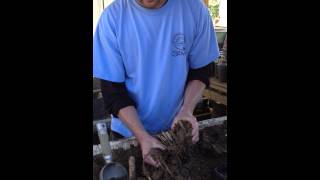 how to repot cattails [upl. by Corney]