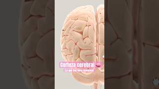 Corteza cerebral ciencia psicologia neurociencia curiosidades sabias cerebro sabiasque [upl. by Limaa]