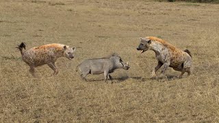 Hyenas Hunting Wild Boar [upl. by Jalbert29]