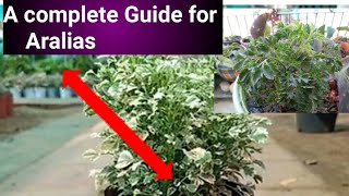 How to Care Ming Aralia  Best Tips 2022in English evergreen garden [upl. by Notlehs]