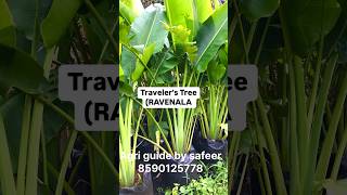 Travelers Tree RAVENALA shortsfeed grafting shortsvideo [upl. by Kurland]