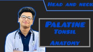 Palatine tonsil anatomy [upl. by Birmingham640]