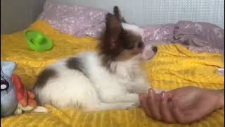 Papillon Puppy [upl. by Hally754]