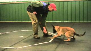 Belgian Malinois puppy [upl. by Georgette]