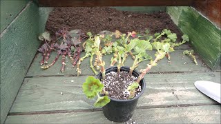 Pelargonium Pruning And Cuttings Zonal Geraniums [upl. by Viguerie]